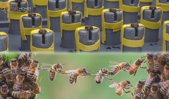 Bio Heaters And Bee Scaffolding – New Research Showed Distinctive Beehive Behaviour 